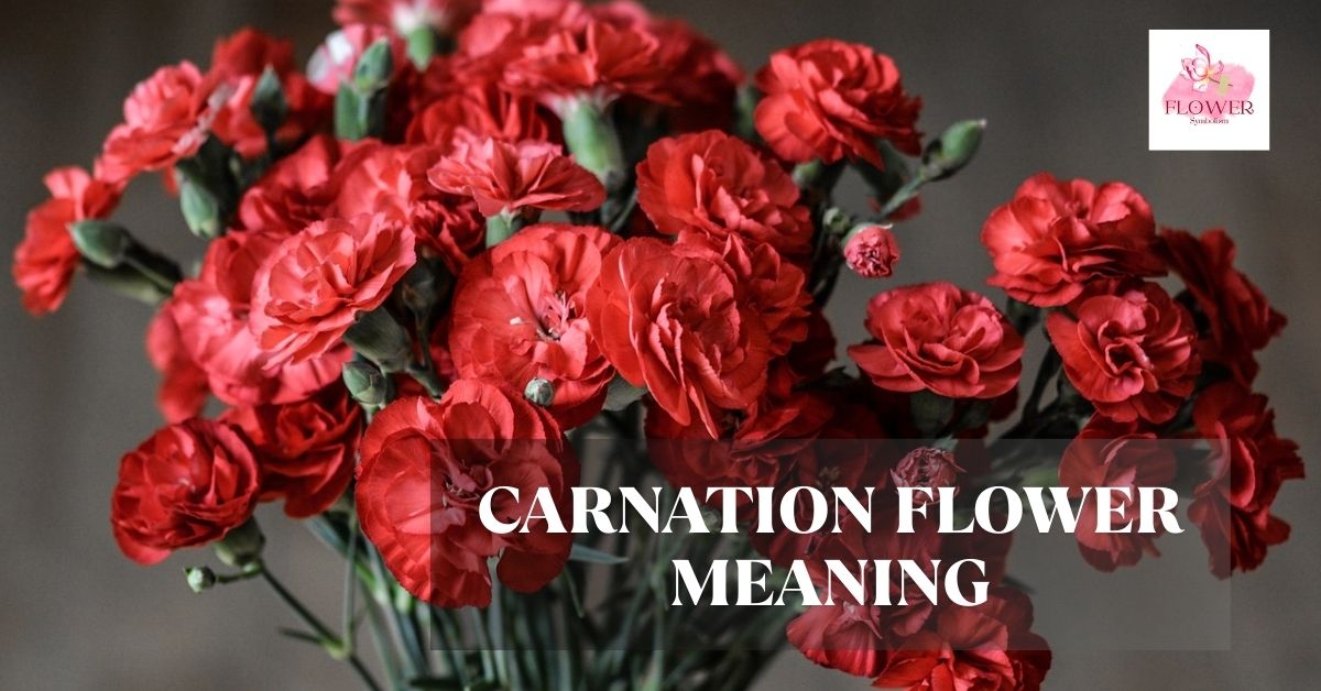 carnation flower meaning