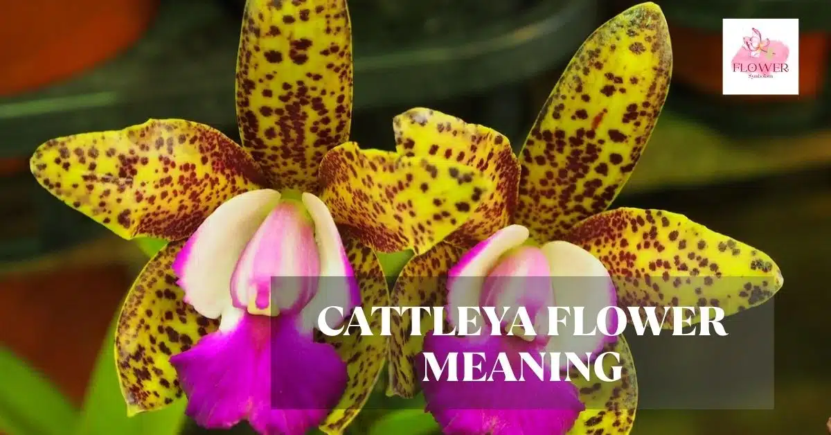 Cattleya Flower Meaning