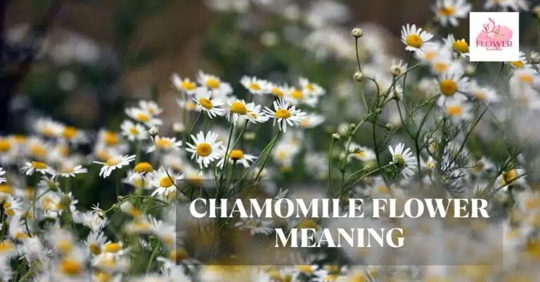 chamomile flower meaning