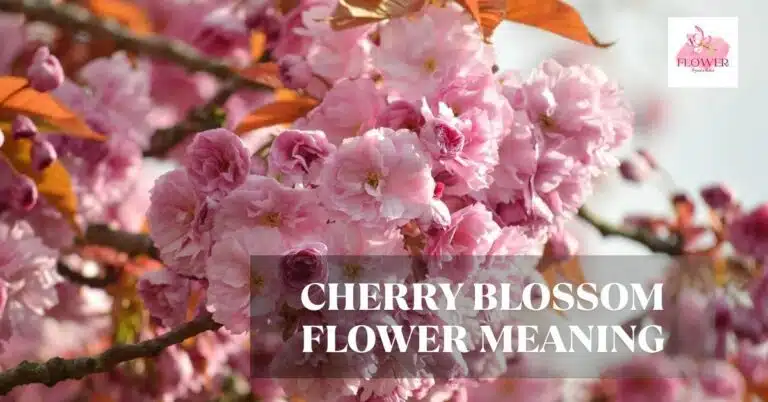 cherry blossom flower meaning