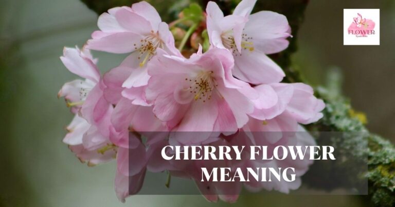 cherry flower meaning