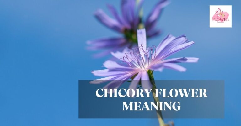 chicory flower meaning