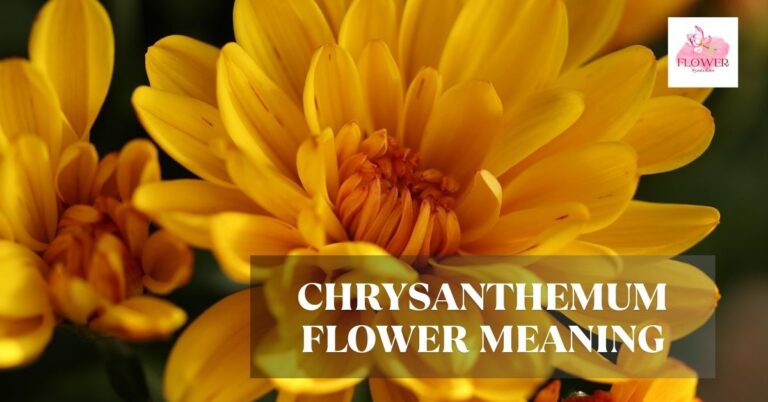chrysanthemum flower meaning