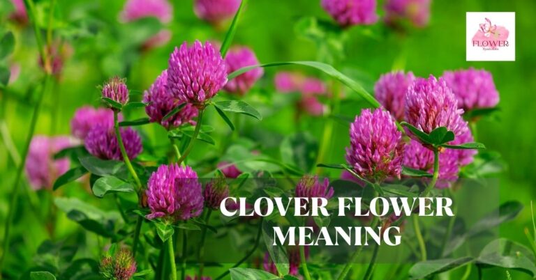 clover flower meaning
