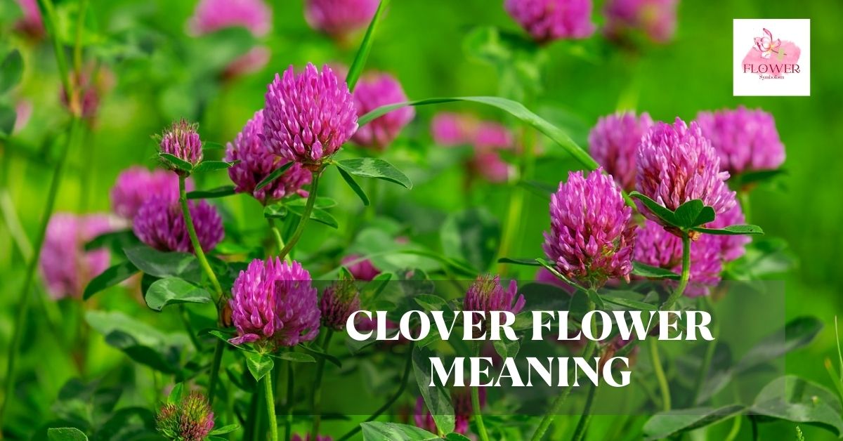 clover flower meaning
