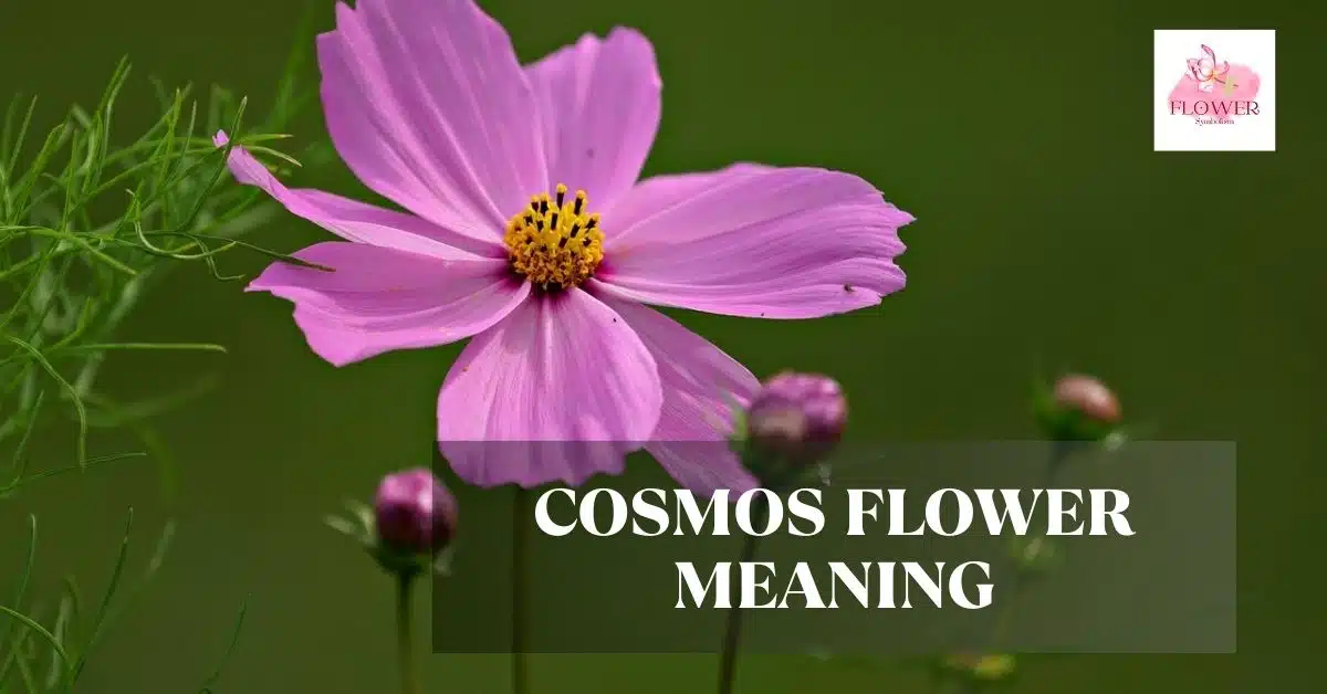 cosmos flower meaning
