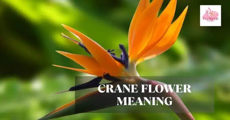 crane flower meaning