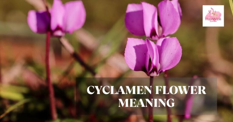 cyclamen flower meaning