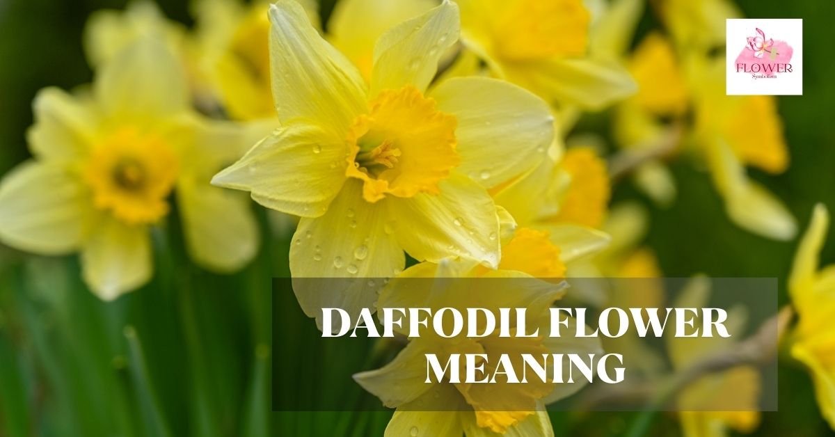 daffodil flower meaning