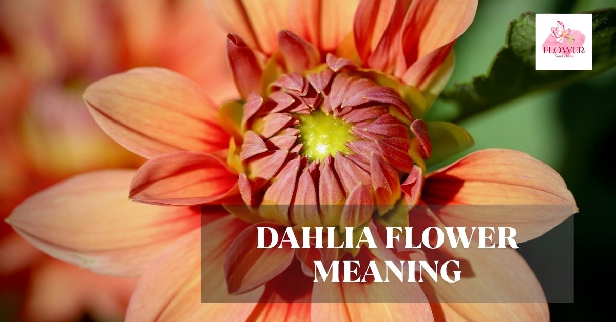 dahlia flower meaning
