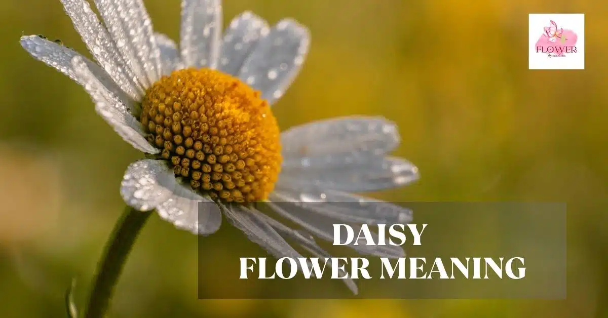 daisy flower meaning