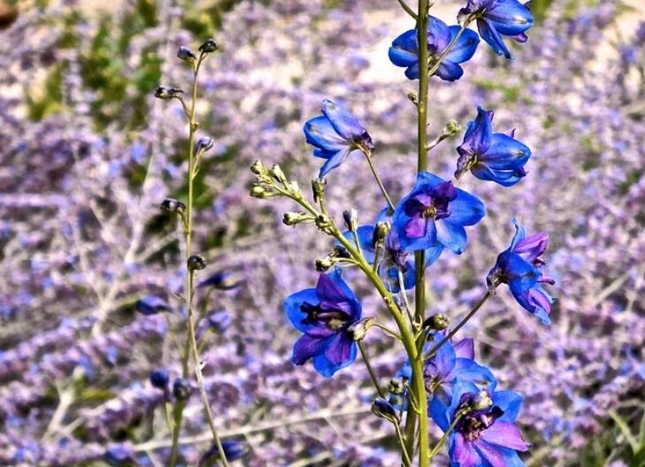 delphinium blossoms representing spirituality