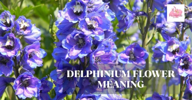 delphinium flower meaning