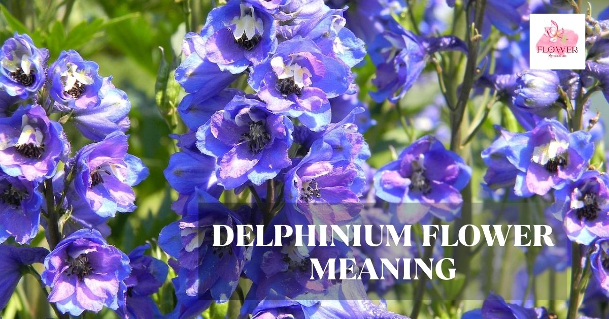 delphinium flower meaning
