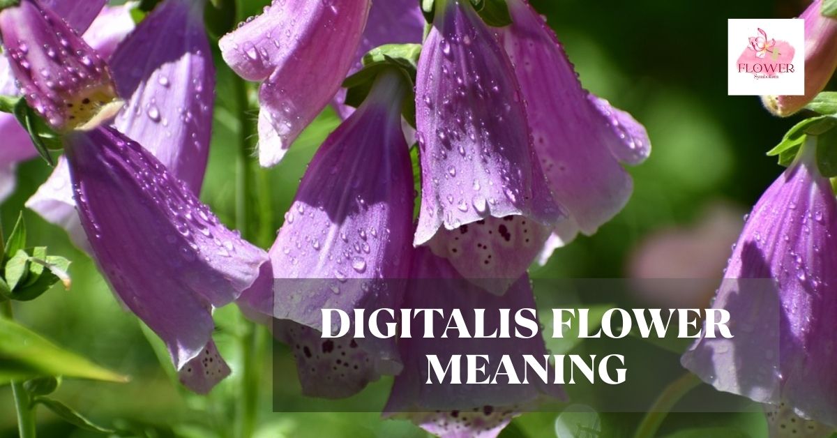 digitalis flower meaning