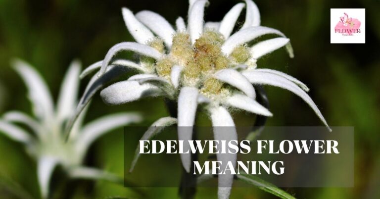 edelweiss flower meaning