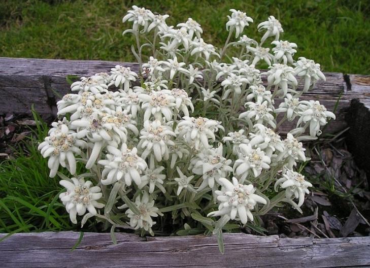 what does edelweiss symbolize in friendship