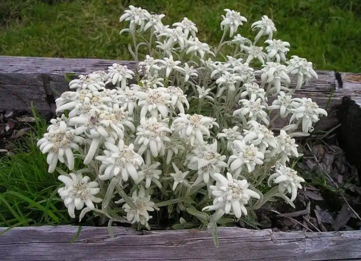 what does edelweiss symbolize in friendship