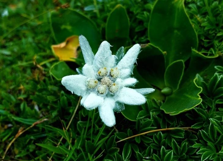 edelweiss flower meaning in friendship