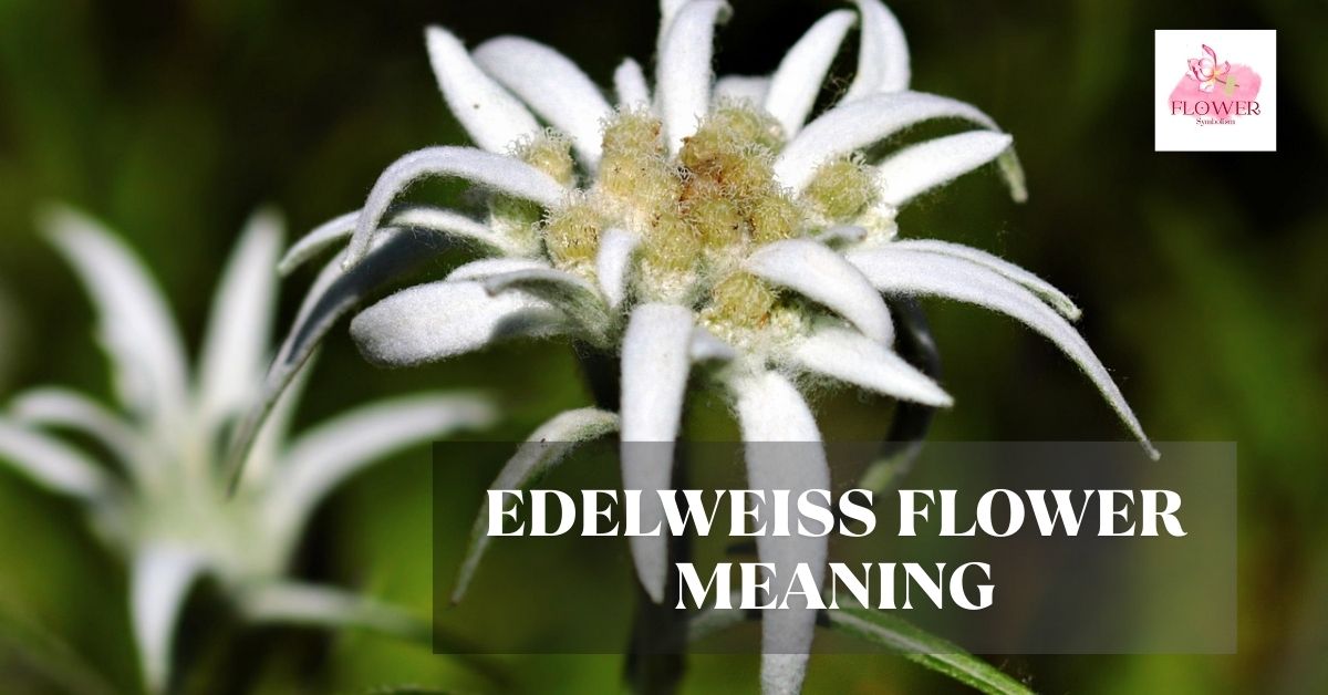 edelweiss flower meaning
