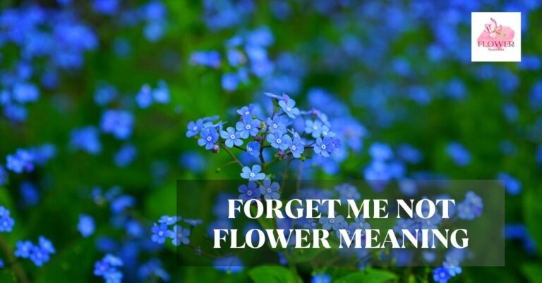 forget me not flower meaning