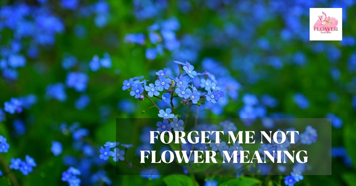forget me not flower meaning