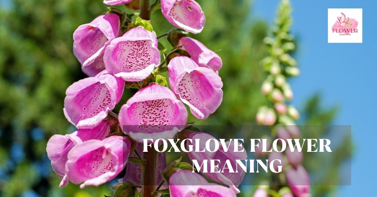foxglove flower meaning