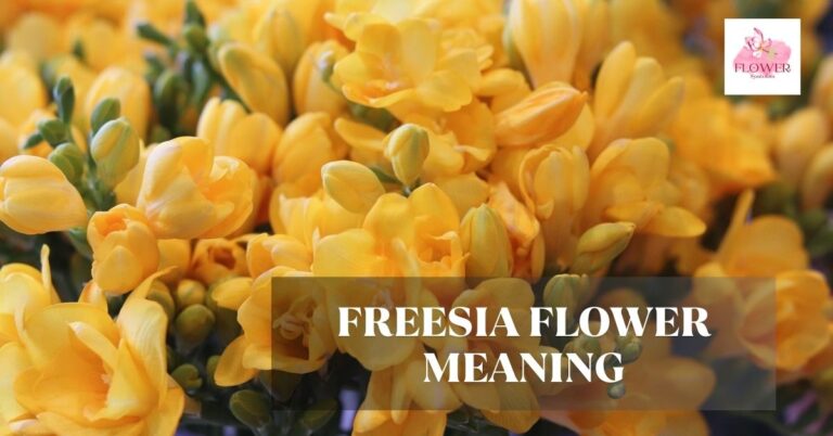 freesia flower meaning
