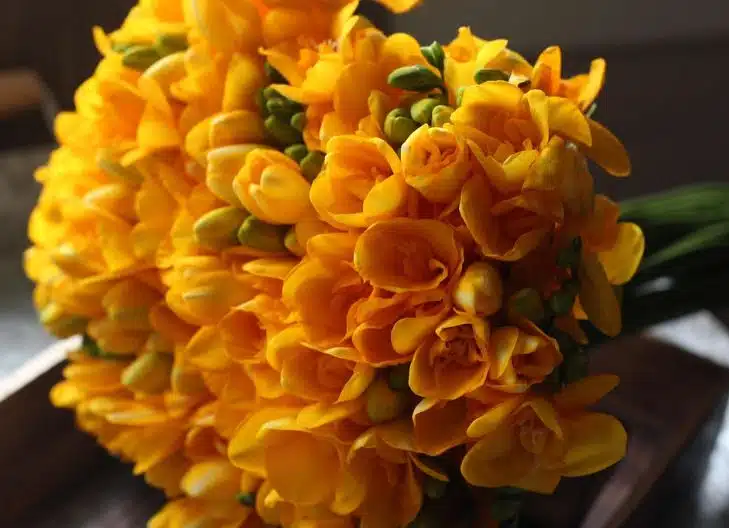 freesia flower meaning for love