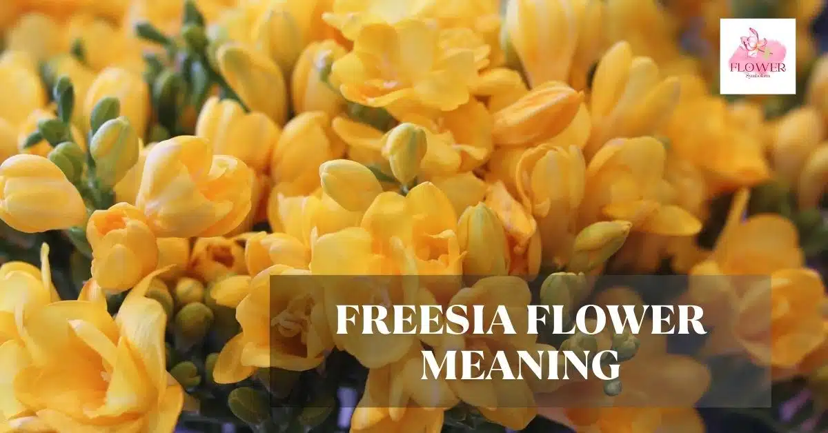 freesia flower meaning