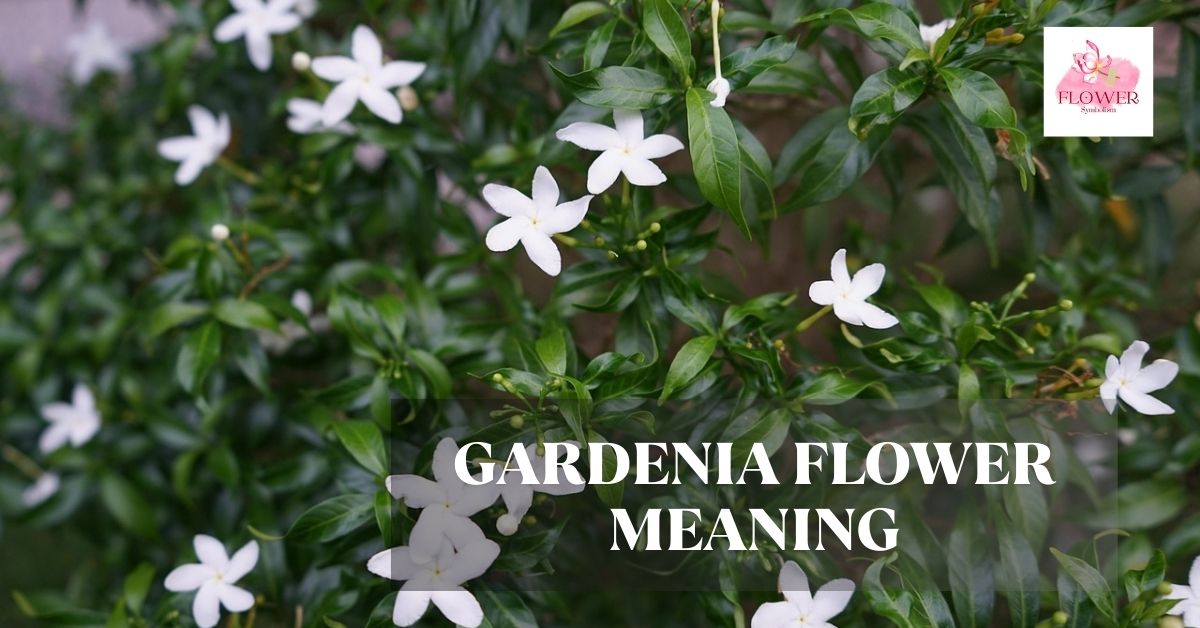 gardenia flower meaning