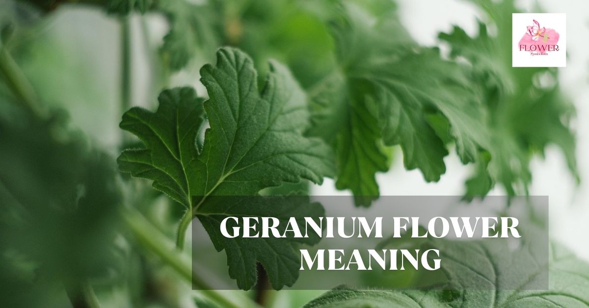 geranium flower meaning