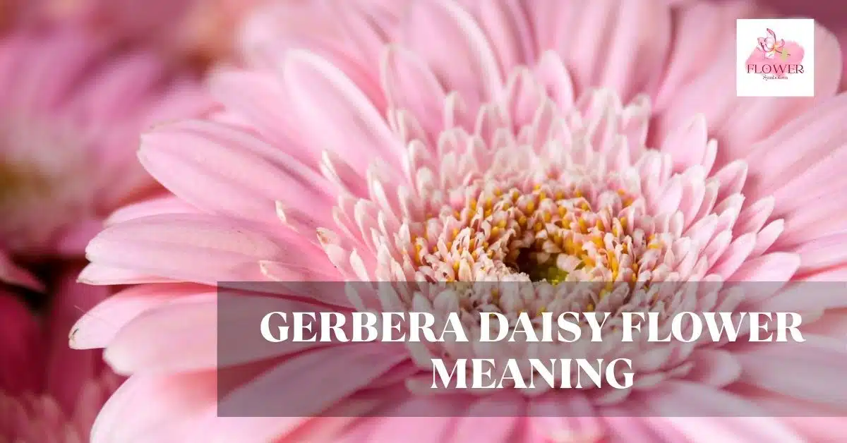 gerbera daisy flower meaning
