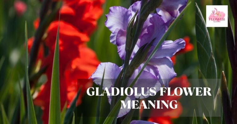 gladiolus flower meaning