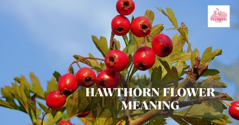 hawthorn flower meaning