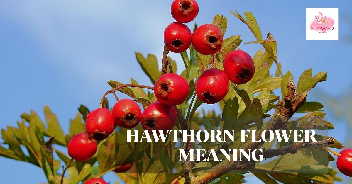 hawthorn flower meaning