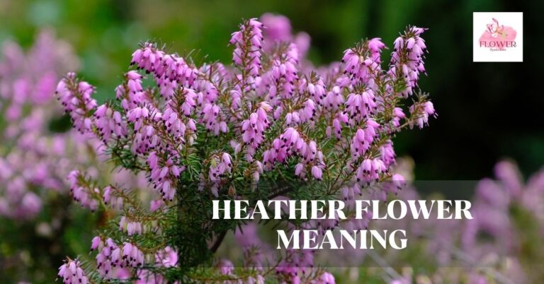 heather flower meaning
