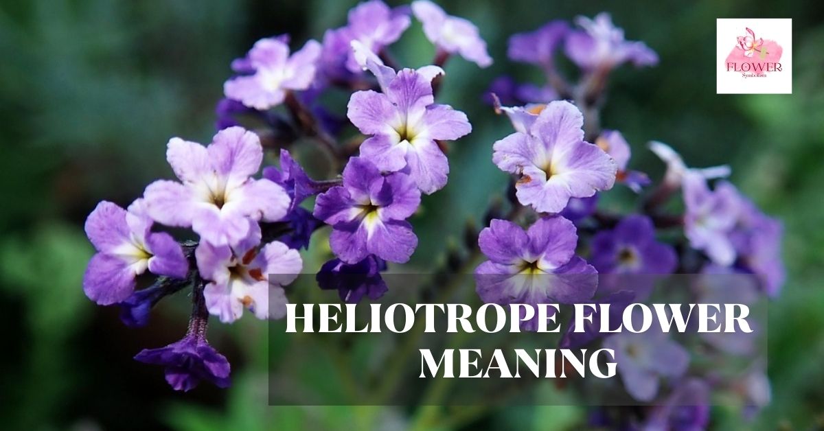 heliotrope flower meaning
