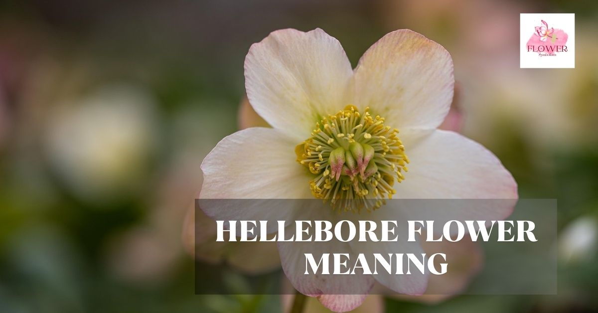 hellebore flower meaning