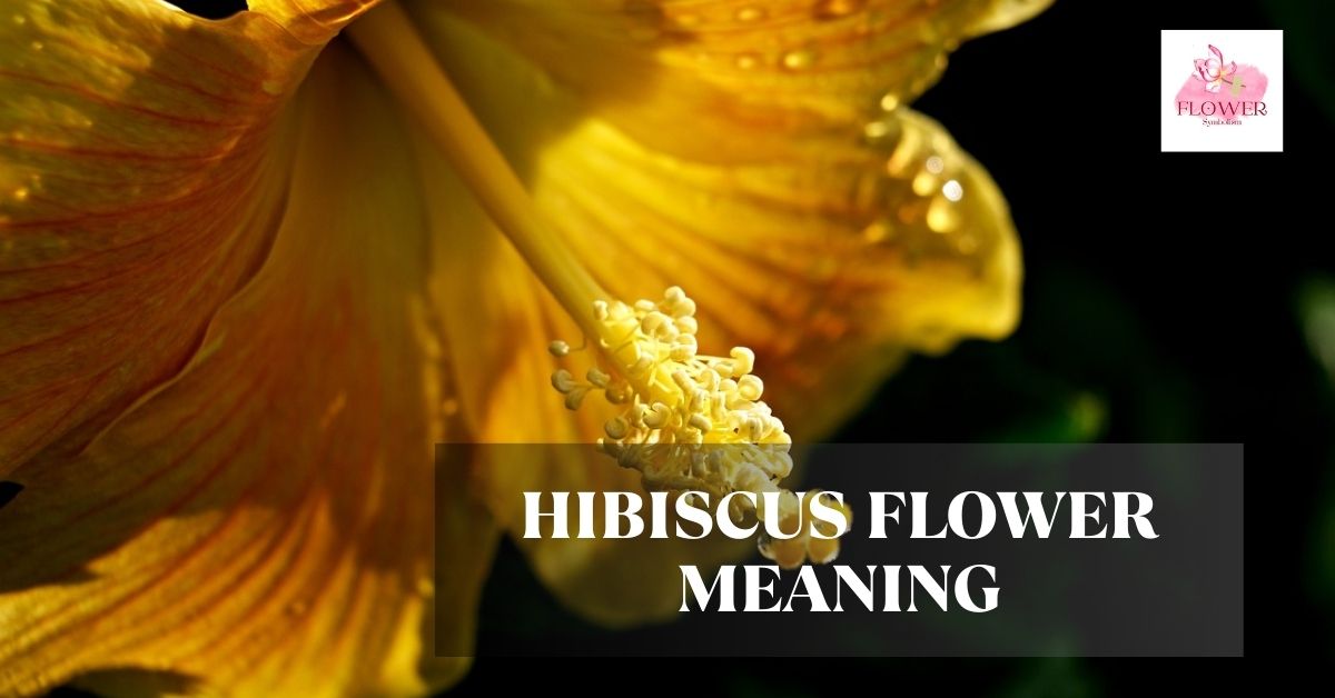 hibiscus flower meaning