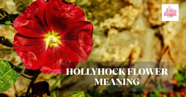 hollyhock flower meaning