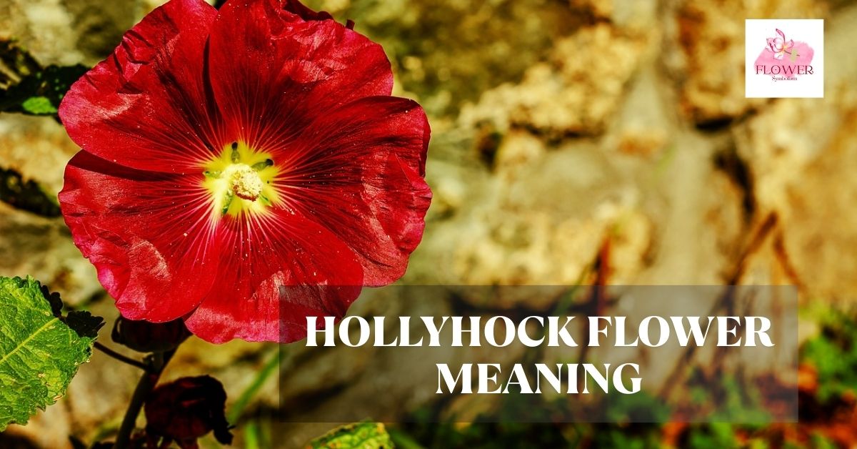 hollyhock flower meaning