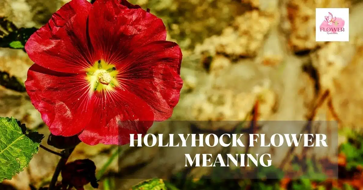 hollyhock flower meaning