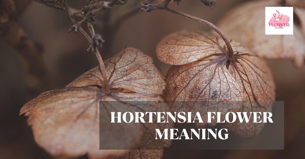 hortensia flower meaning