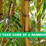 how to take care of a bamboo plant