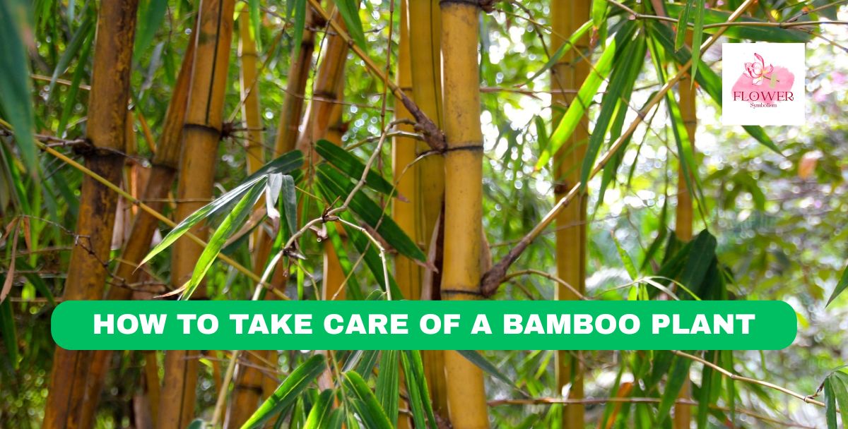 how to take care of a bamboo plant