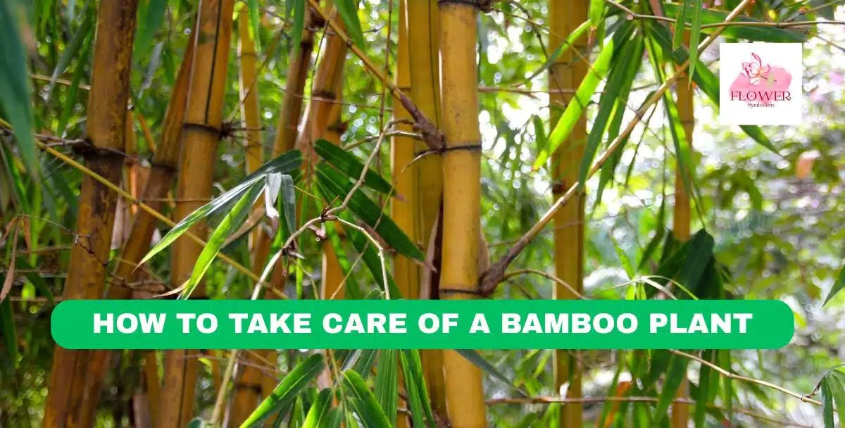 how to take care of a bamboo plant