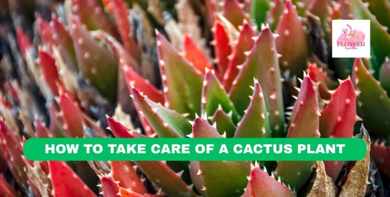 how to take care of a cactus plant