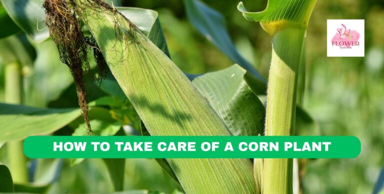 how to take care of a corn plant
