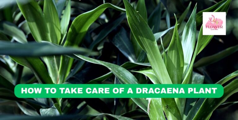 how to take care of a dracaena plant